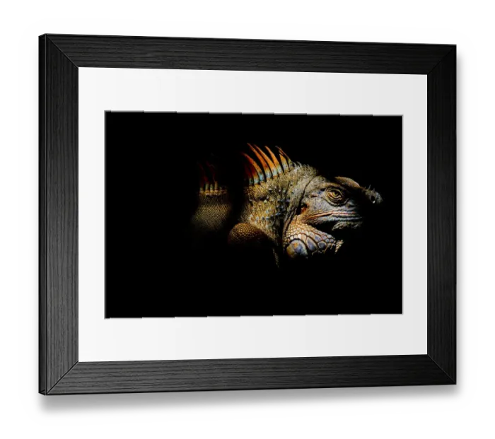 Framed Print : Common / Green iguana (Iguana iguana) portrait, Sarapiqui, Heredia, Costa Rica Framed Print : Common / Green iguana (Iguana iguana) portrait, Sarapiqui, Heredia, Costa Rica
