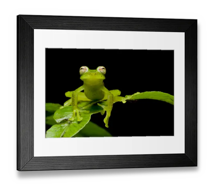 Framed Print : Las gralarias glass frog (Nymphargus lasgralarias) on leaf, Mindo, Pichincha, Ecuador Framed Print : Las gralarias glass frog (Nymphargus lasgralarias) on leaf, Mindo, Pichincha, Ecuador