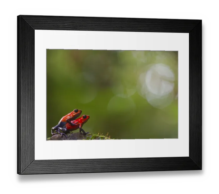 Framed Print : Strawberry poison frog (Oophaga pumilio) pair mating, Sarapiqui, Heredia, Costa Rica Framed Print : Strawberry poison frog (Oophaga pumilio) pair mating, Sarapiqui, Heredia, Costa Rica