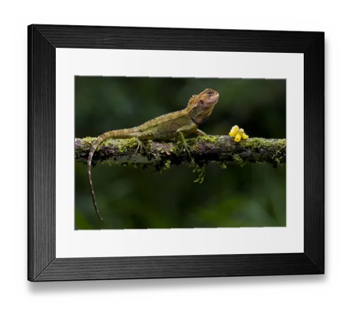 Framed Print : Blue-spotted dwarf iguana (Enyalioides praestabilis) on branch, Sumaco, Napo, Ecuador Framed Print : Blue-spotted dwarf iguana (Enyalioides praestabilis) on branch, Sumaco, Napo, Ecuador