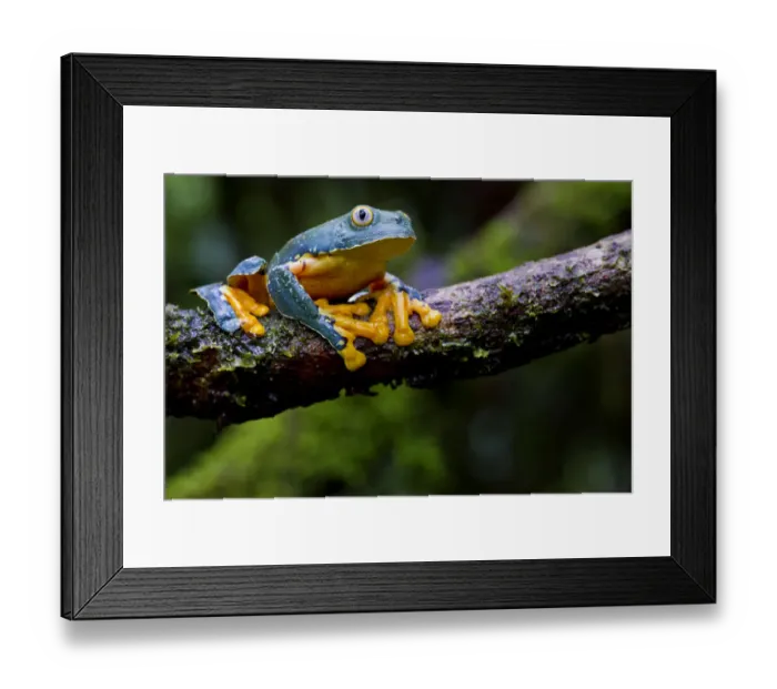 Framed Print : Fringed leaf frog (Cruziohyla craspedopus) on branch, Yasuni National Park, Orellana Framed Print : Fringed leaf frog (Cruziohyla craspedopus) on branch, Yasuni National Park, Orellana