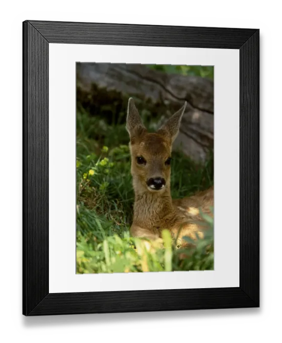 Framed Print : Roe deer fawn resting {Capreolus capreolus} Europe 2005 BRUNEL PROMOTIONS CALENDAR Framed Print : Roe deer fawn resting {Capreolus capreolus} Europe 2005 BRUNEL PROMOTIONS CALENDAR