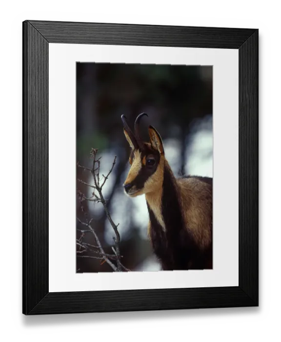 Framed Print : Pyrenean chamois {Rupicapra rupicapra pyrenaica} Pyrenees, France Framed Print : Pyrenean chamois {Rupicapra rupicapra pyrenaica} Pyrenees, France