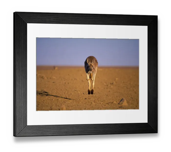 Framed Print : Red kangaroo male bounding towards camera Framed Print : Red kangaroo male bounding towards camera