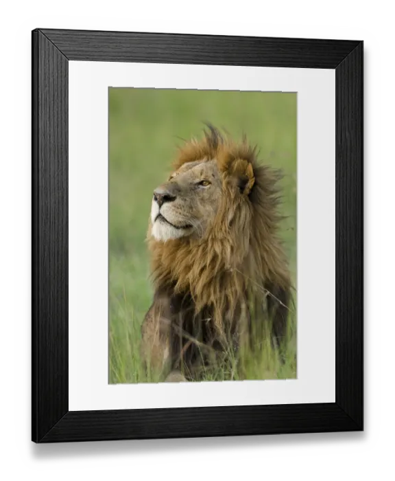Framed Print : Lion (Panthera leo) male, Masai-Mara Game Reserve, Kenya. Vulnerable species Framed Print : Lion (Panthera leo) male, Masai-Mara Game Reserve, Kenya. Vulnerable species