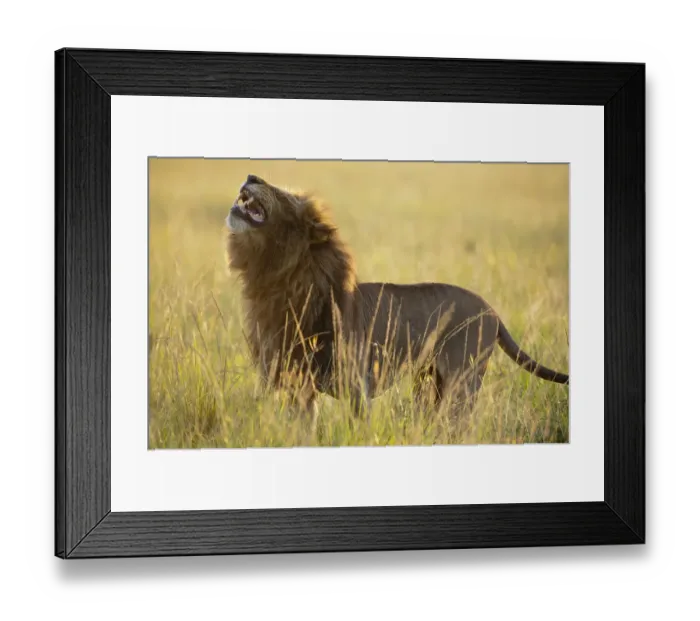 Framed Print : Lion (Panthera leo) male using flehmen response to smell, Masai-Mara Game Reserve, Kenya Framed Print : Lion (Panthera leo) male using flehmen response to smell, Masai-Mara Game Reserve, Kenya