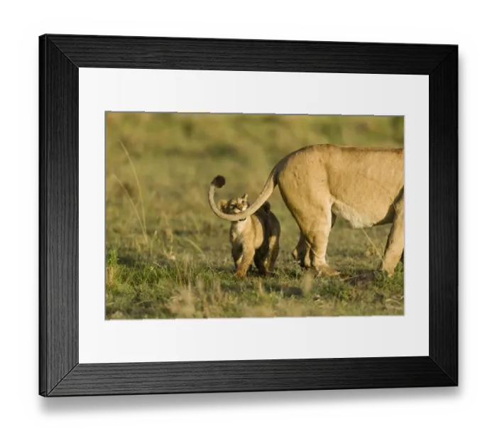 Framed Print : Lion(Panthera leo) cub playing with its mothers tail, Masai-Mara Game Reserve, Kenya Framed Print : Lion(Panthera leo) cub playing with its mothers tail, Masai-Mara Game Reserve, Kenya