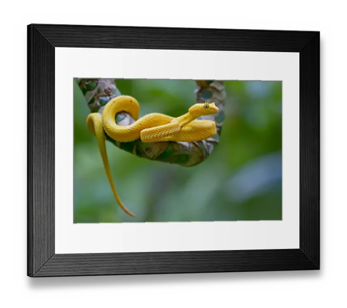 Framed Print : Eyelash viper (Bothriechis schlegelii) portrait, Siquirres, Limon, Costa Rica Framed Print : Eyelash viper (Bothriechis schlegelii) portrait, Siquirres, Limon, Costa Rica