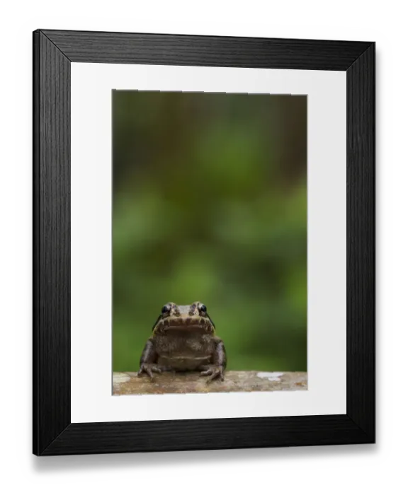 Framed Print : Labiated jungle frog (Leptodactylus labrosus) portrait, Canande, Esmeraldas, Ecuador Framed Print : Labiated jungle frog (Leptodactylus labrosus) portrait, Canande, Esmeraldas, Ecuador