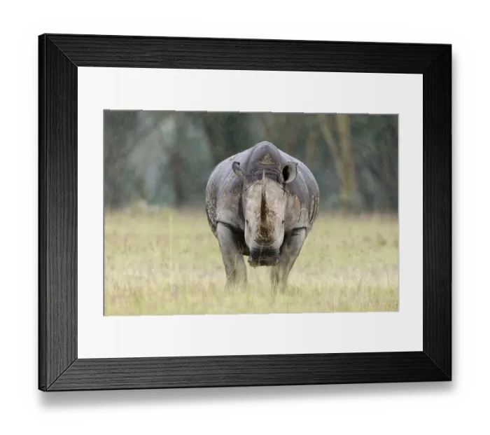 Framed Print : White rhino (Ceratotherium simum) in the rain, Nakuru National Park, Kenya Framed Print : White rhino (Ceratotherium simum) in the rain, Nakuru National Park, Kenya