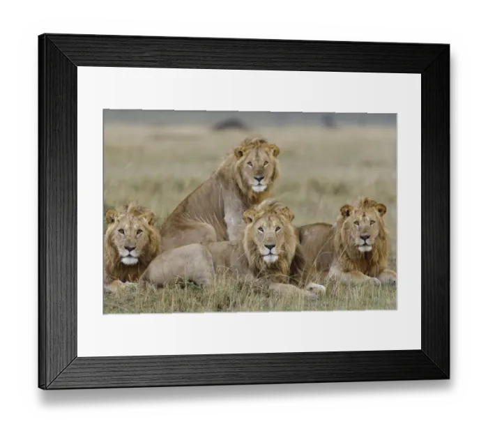 Framed Print : Lion (Panthera leo) males resting, Masai-Mara Game Reserve, Kenya. Vulnerable species Framed Print : Lion (Panthera leo) males resting, Masai-Mara Game Reserve, Kenya. Vulnerable species