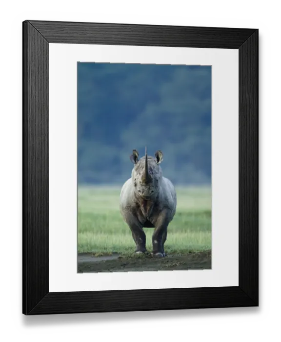 Framed Print : Black rhino (Diceros bicornis) looking threatening, Nakuru National Park, Kenya Framed Print : Black rhino (Diceros bicornis) looking threatening, Nakuru National Park, Kenya