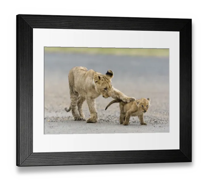 Framed Print : Lion (Panthera leo) older cub playing with a younger one, Masai-Mara Game Reserve, Kenya Framed Print : Lion (Panthera leo) older cub playing with a younger one, Masai-Mara Game Reserve, Kenya