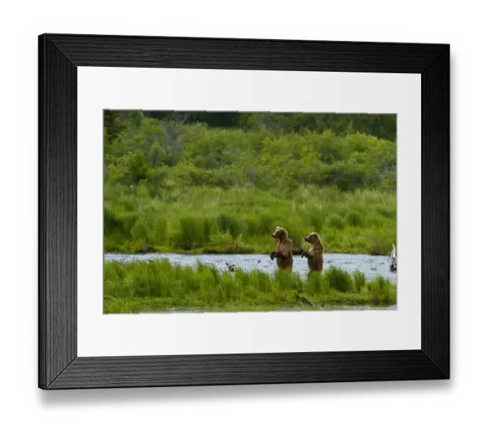 Framed Print : Grizzly bears (Ursus arctos horribilis) looking for salmon, Brooks river, Katmai national park Framed Print : Grizzly bears (Ursus arctos horribilis) looking for salmon, Brooks river, Katmai national park