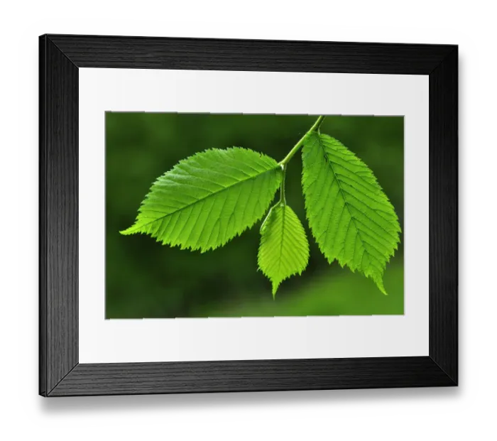 Framed Print : Fresh Wych elm (Ulmus glabra) leaves in spring. Dorset, UK May Framed Print : Fresh Wych elm (Ulmus glabra) leaves in spring. Dorset, UK May