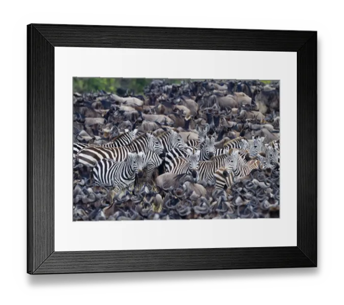 Framed Print : Grants zebra (Equus burchelli boehmi) in a migration herd of wildebeest (Connochaetes Framed Print : Grants zebra (Equus burchelli boehmi) in a migration herd of wildebeest (Connochaetes
