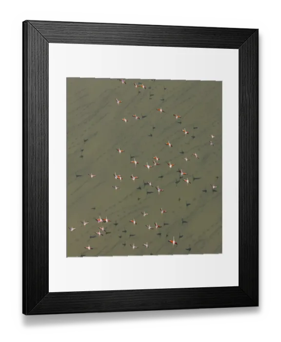 Framed Print : Lesser flamingos (Phopeniconaias minor) flock, aerial view, Natron lake, Rift valley Framed Print : Lesser flamingos (Phopeniconaias minor) flock, aerial view, Natron lake, Rift valley
