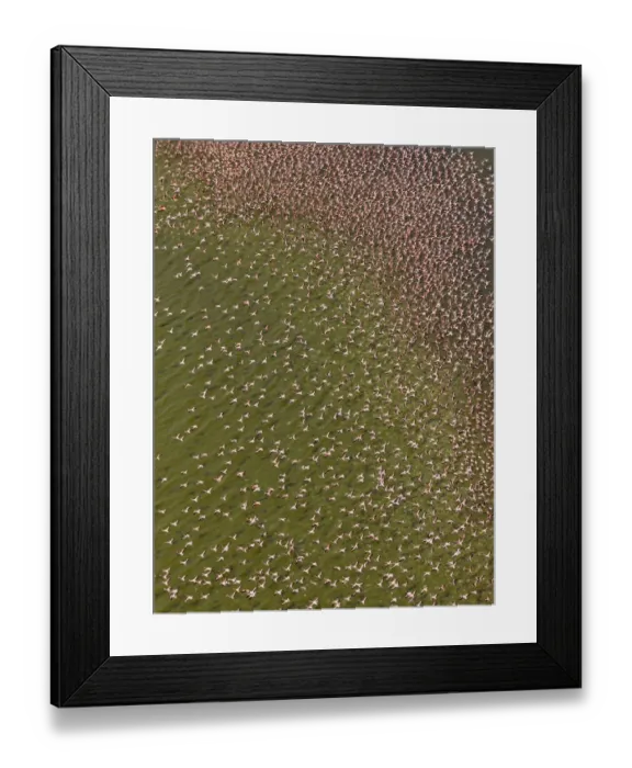 Framed Print : Lesser flamingos (Phoeniconaias minor) on Lake Bogoria, Kenya Framed Print : Lesser flamingos (Phoeniconaias minor) on Lake Bogoria, Kenya