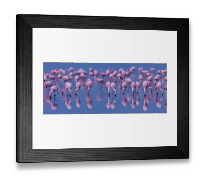 Framed Print : Lesser flamingo (Phoeniconaias minor) flock in lake Nakuru, Kenya Framed Print : Lesser flamingo (Phoeniconaias minor) flock in lake Nakuru, Kenya