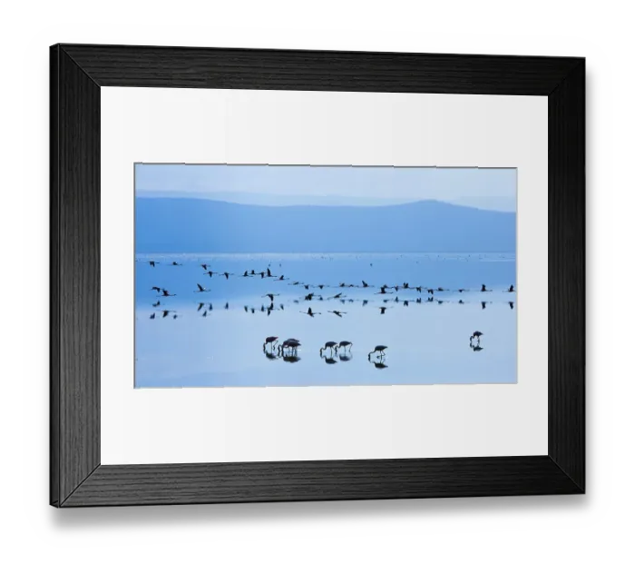 Framed Print : Lesser flamingo (Phoeniconaias minor) flock in lake in morning, Lake Nakuru NP, Rift Valley, Kenya Framed Print : Lesser flamingo (Phoeniconaias minor) flock in lake in morning, Lake Nakuru NP, Rift Valley, Kenya