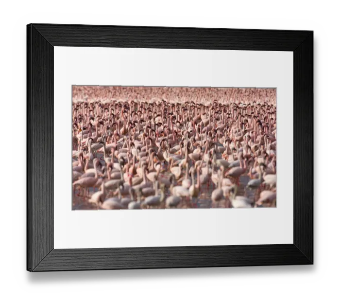 Framed Print : Lesser flamingos (Phoeniconaias minor) flock in Lake Bogoria, Rift valley, Kenya Framed Print : Lesser flamingos (Phoeniconaias minor) flock in Lake Bogoria, Rift valley, Kenya