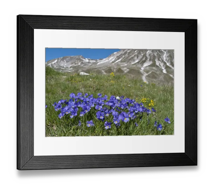Framed Print : Eugenias Violet (Viola eugeniaea) in flower, blue form, Campo Imperatore, Gran Sasso Framed Print : Eugenias Violet (Viola eugeniaea) in flower, blue form, Campo Imperatore, Gran Sasso