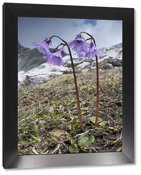 Alpine Snowbell (Soldanella alpina) in flower, above Madoona di Campiglio, Brenta Dolomites