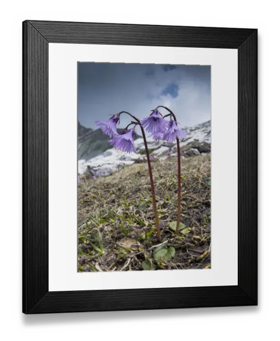 Framed Print : Alpine Snowbell (Soldanella alpina) in flower, above Madoona di Campiglio, Brenta Dolomites Framed Print : Alpine Snowbell (Soldanella alpina) in flower, above Madoona di Campiglio, Brenta Dolomites