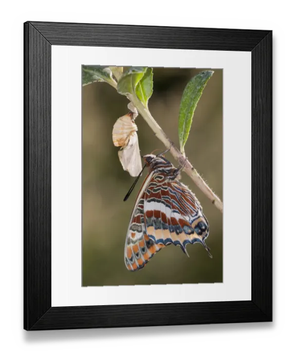 Framed Print : Newly emerged adult Two-tailed Pasha butterfly (Charaxes jasius) Podere Montecucco Framed Print : Newly emerged adult Two-tailed Pasha butterfly (Charaxes jasius) Podere Montecucco