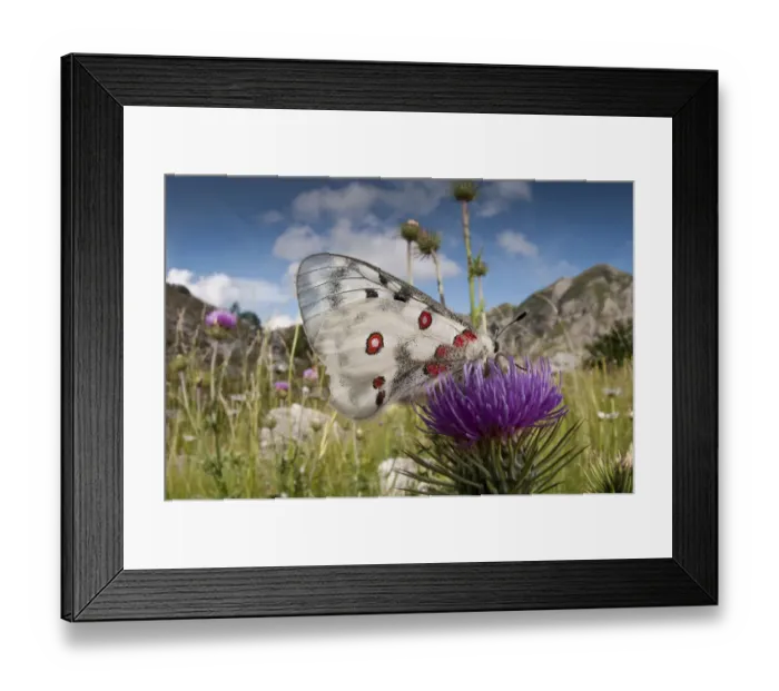 Framed Print : Apollo butterfly (Parnasius apollo) feeding on flower, Mount Terminillo, Rieti, Lazio Framed Print : Apollo butterfly (Parnasius apollo) feeding on flower, Mount Terminillo, Rieti, Lazio