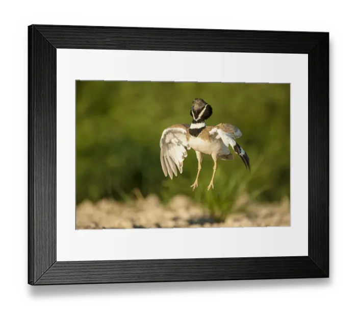 Framed Print : Male Little bustard (Tetrax tetrax) displaying, Catalonia, Spain, May Framed Print : Male Little bustard (Tetrax tetrax) displaying, Catalonia, Spain, May