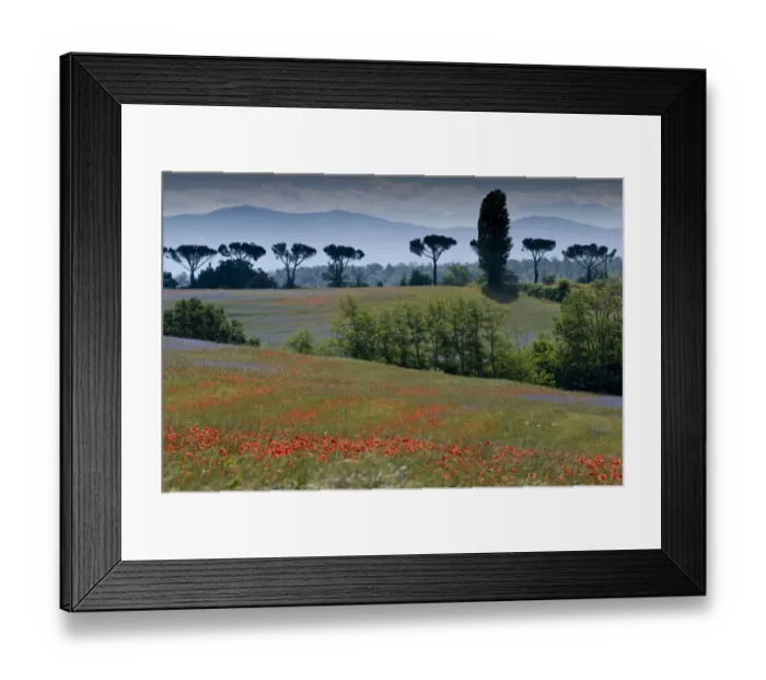 Framed Print : Cornflowers (Centaurea cyanus) and poppies (Papaver rhoeas) growing on fallow fields near Orvieto Framed Print : Cornflowers (Centaurea cyanus) and poppies (Papaver rhoeas) growing on fallow fields near Orvieto