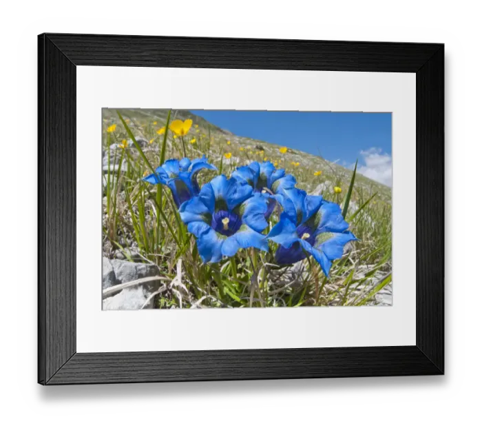 Framed Print : Appennine Trumpet Gentian (Gentiana dinarica) in flower, on roadside below Gran Sasso Framed Print : Appennine Trumpet Gentian (Gentiana dinarica) in flower, on roadside below Gran Sasso