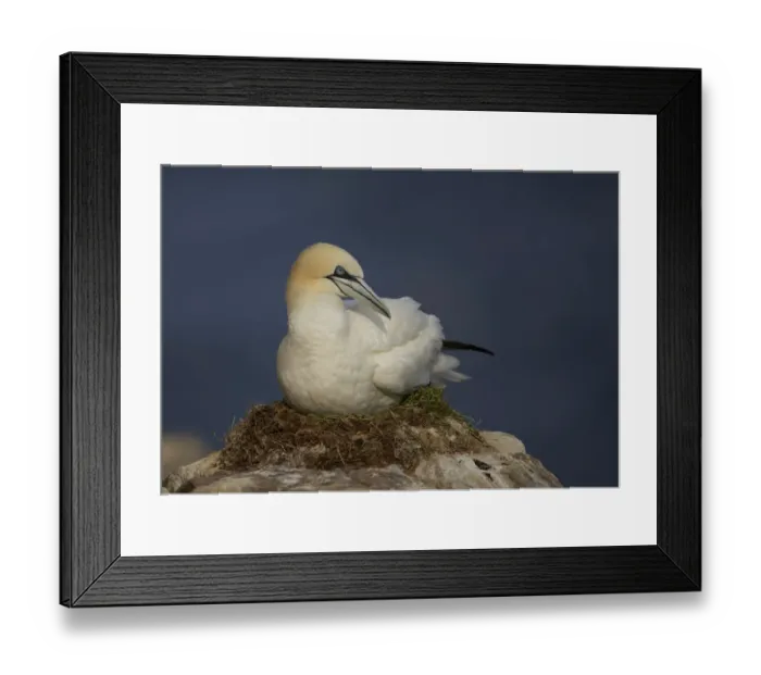 Framed Print : Northern gannet (Morus bassanus) on nest, Saltee Islands, Ireland, June 2009