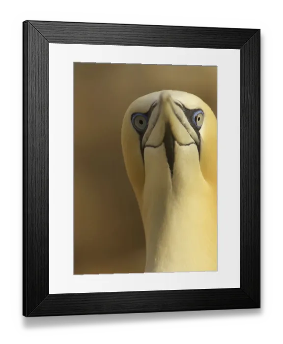 Framed Print : Northern gannet (Morus bassanus) portrait, Saltee Islands, Ireland, May 2008 Framed Print : Northern gannet (Morus bassanus) portrait, Saltee Islands, Ireland, May 2008