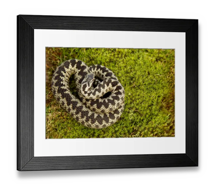 Framed Print : Adder (Vipera berus) coiled, basking on moss in the spring sunshine, Staffordshire Framed Print : Adder (Vipera berus) coiled, basking on moss in the spring sunshine, Staffordshire