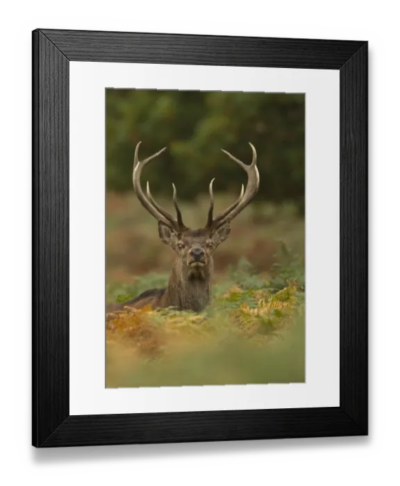 Framed Print : Red deer (Cervus elaphus) dominant stag amongst bracken, Bradgate Park, Leicestershire Framed Print : Red deer (Cervus elaphus) dominant stag amongst bracken, Bradgate Park, Leicestershire