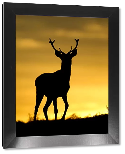 Red deer (Cervus elaphus) silhouette of young stag against sunset, Bradgate Park
