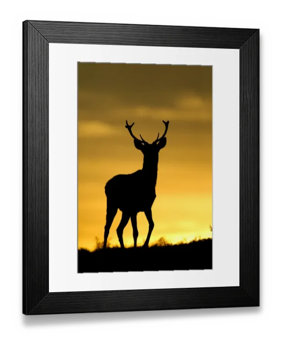 Framed Print : Red deer (Cervus elaphus) silhouette of young stag against sunset, Bradgate Park Framed Print : Red deer (Cervus elaphus) silhouette of young stag against sunset, Bradgate Park