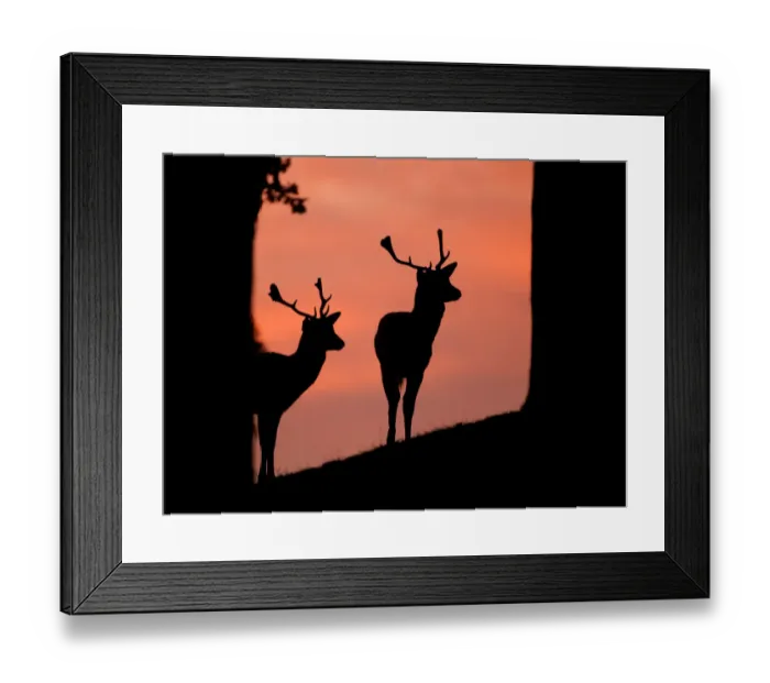 Framed Print : Fallow deer (Dama dama) silhouette of two bucks at dusk against pink sky, Bradgate Park Framed Print : Fallow deer (Dama dama) silhouette of two bucks at dusk against pink sky, Bradgate Park