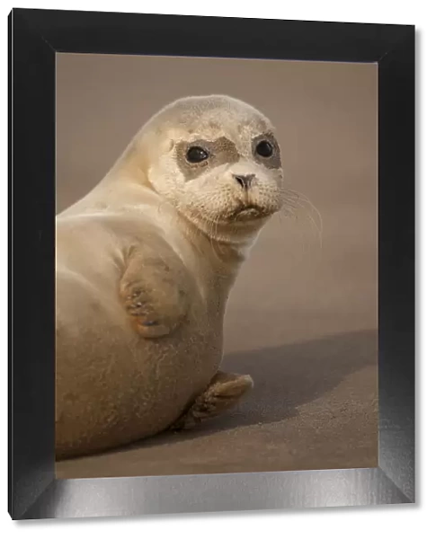 Common Seal (Phoca vitulina) pup, portrait on sand, Donna Nook, Lincolnshire, England