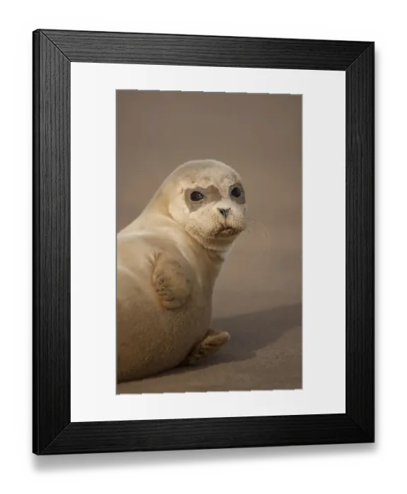 Framed Print : Common Seal (Phoca vitulina) pup, portrait on sand, Donna Nook, Lincolnshire, England Framed Print : Common Seal (Phoca vitulina) pup, portrait on sand, Donna Nook, Lincolnshire, England