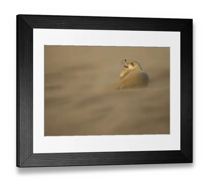 Framed Print : Grey Seal (Halichoerus grypus) pup resting on sand bank during sandstorm, Donna Nook Framed Print : Grey Seal (Halichoerus grypus) pup resting on sand bank during sandstorm, Donna Nook