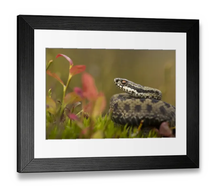 Framed Print : Male adder (Vipera berus) amongst Bilberry. Cannock Chase, Staffordshire, UK, October Framed Print : Male adder (Vipera berus) amongst Bilberry. Cannock Chase, Staffordshire, UK, October