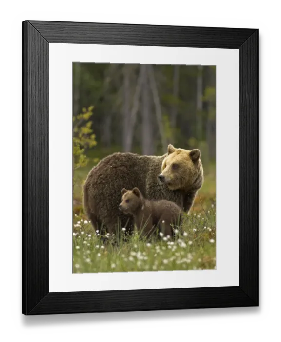 Framed Print : Brown Bear (Ursus arctos) and cub. Finland, Europe, June Framed Print : Brown Bear (Ursus arctos) and cub. Finland, Europe, June