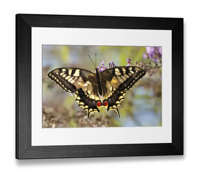 Framed Print : Common Swallowtail butterfly (Papilio machaon) backlit showing wing structure. Podere Montecucco Framed Print : Common Swallowtail butterfly (Papilio machaon) backlit showing wing structure. Podere Montecucco
