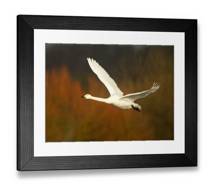 Framed Print : Whooper Swan (Cygnus cygnus) in flight, Caerlaverock WWT, Scotland, Solway, UK, January Framed Print : Whooper Swan (Cygnus cygnus) in flight, Caerlaverock WWT, Scotland, Solway, UK, January