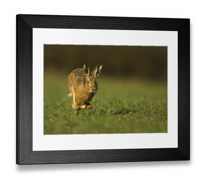 Framed Print : Brown Hare (Lepus europaeus) running. Derbyshire, UK, March Framed Print : Brown Hare (Lepus europaeus) running. Derbyshire, UK, March