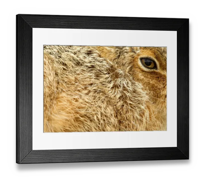 Framed Print : Brown Hare (Lepus europaeus) close-up of fur and eye. Derbyshire, UK, March Framed Print : Brown Hare (Lepus europaeus) close-up of fur and eye. Derbyshire, UK, March