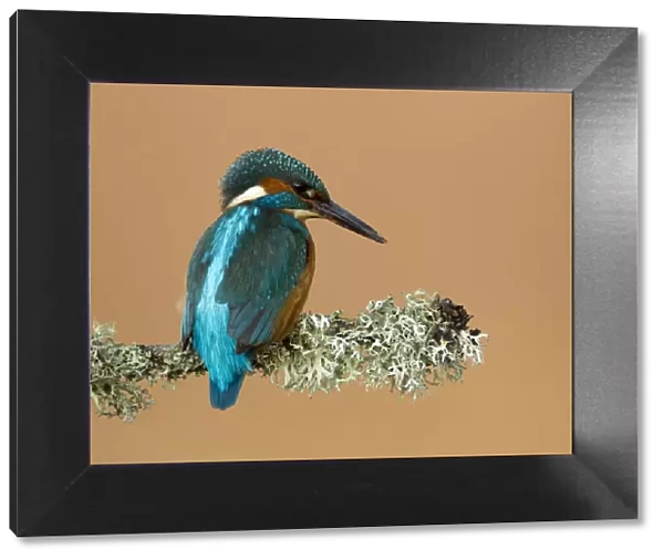 Kingfisher (Alcedo atthis) perched with lichen. Worcestershire, UK, March